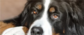 Tablou cu câine (120x50 cm)
