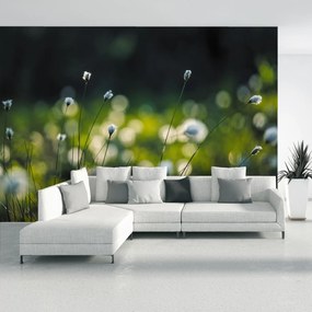 Fototapet - Păpădii (147x102 cm)