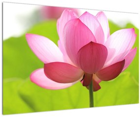 Tablou cu flori de lotus (90x60 cm)