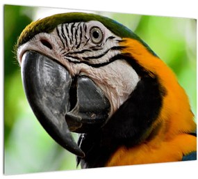 Tablou  cu papagal (70x50 cm), în 40 de alte dimensiuni noi