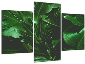 Tablou - Frunze de palmier (90x60 cm)