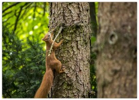 Tablou - Veverița (70x50 cm)
