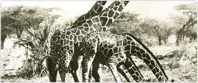 Tablou - Girafe, de epocă (120x50 cm)