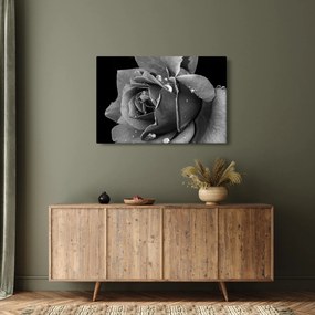 Tablou cu trandafir - albneagră (90x60 cm)