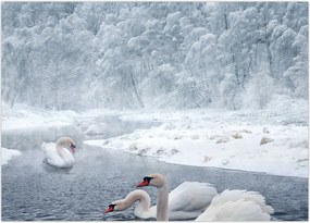 Tablou cu lebăde (70x50 cm)
