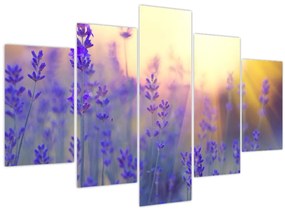 Tablou - Levănțică (150x105 cm)