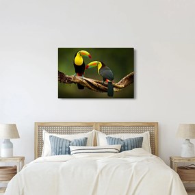 Tablou tucani sezând , Costa Rica (90x60 cm)