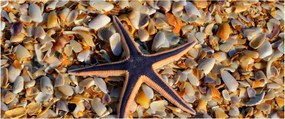 Tablou cu stea de mare (120x50 cm)