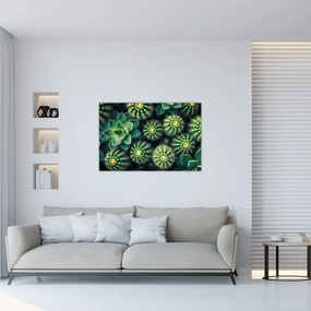 Tablou - Cactuși (90x60 cm)