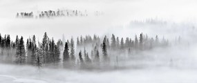 Fototapet, Calm Forest, Rebel Walls
