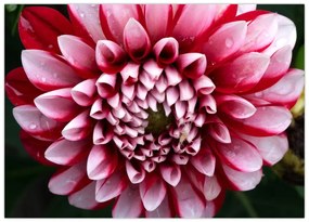 Tablou cu dalie roz (70x50 cm)