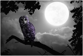 Tablou - Bufniță de noapte, bufniță mov (90x60 cm)