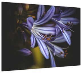 Tablou pe sticlă - Lila (70x50 cm)