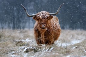 Fotografie Snowy Highland cow, Richard Guijt