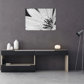 Tablou pe sticlă - Floare albă și neagră (70x50 cm)