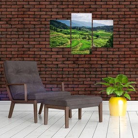 Tablou cu câmp de orez (90x60 cm)