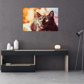 Tablou pisica neagră (90x60 cm)