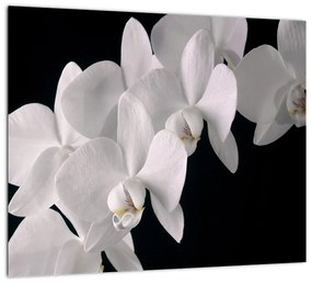 Tablou - orhidee albă (Tablou)