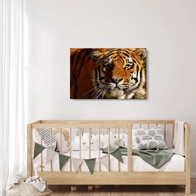 Tablou cu tigrul (90x60 cm)