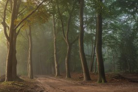 Fototapet, Secret Road, Rebel Walls