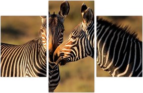 Tablou - Două zebre (90x60 cm)