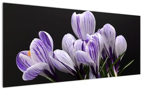 Tablou - Crocus violet (120x50 cm)