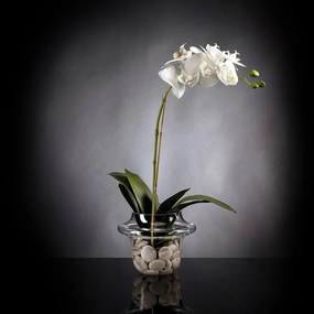 Aranjament floral elegant LIGHT ATOLLO 1 PHALENOPSIS SMALL 1141373.95