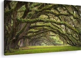 Tablou - Oaks Avenue, Charleston, Carolina de Sud, SUA (90x60 cm)