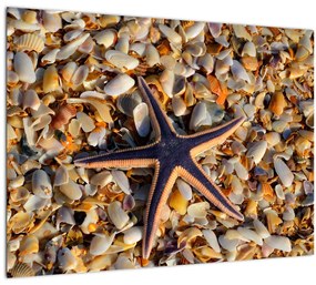 Tablou cu stea de mare (70x50 cm)