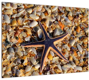 Tablou cu stea de mare (70x50 cm)