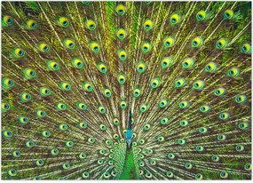 Tablou - Peacock (70x50 cm)