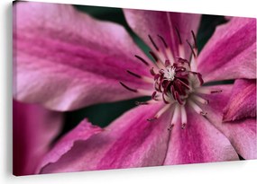 Tablou cu floarea roz de clematis (90x60 cm)