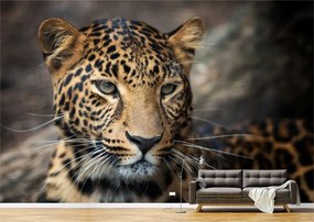 Tapet Premium Canvas - Portretul unui leopard