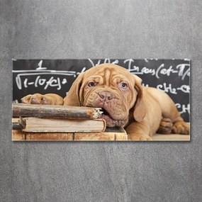 Tablou sticlă acrilică Câine musca o carte