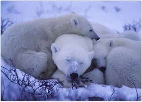 Tablou - Urși polari (70x50 cm)