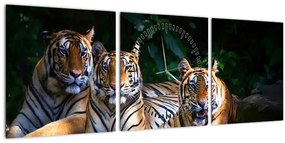 Tablou - Tigrii frați (cu ceas) (90x30 cm)