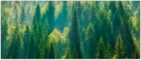 Tablou - Pădurea de brazi (120x50 cm)