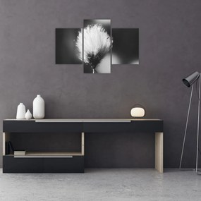 Tablou - Coțofană neagră și albă (90x60 cm)