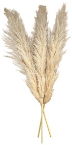 Set 3 plante naturale uscate pampas, 120 cm, bej