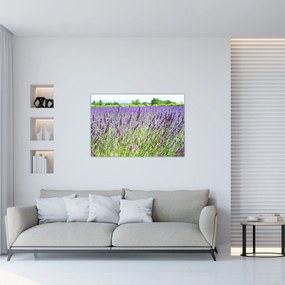 Tablou - Lavandă în câmp (90x60 cm)