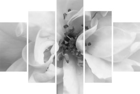 Tablou - Floare,alb-negru (150x105 cm)