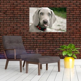 Tablou - cățeluș weimaraner (90x60 cm)