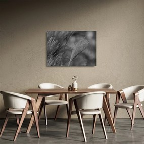 Tablou pe sticlă - Iarbă de pampas uscată (70x50 cm)