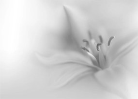 Tablou - Crin delicat (70x50 cm)