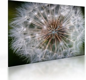Tablou pe sticlă cu păpădie (70x50 cm)