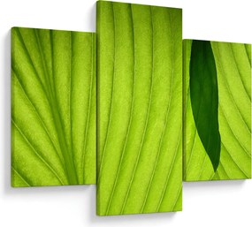 Tablou - Detaliu de frunză verde (90x60 cm)