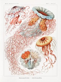 Reproducere Discomedusae–Scheibenquallen, Ernst Haeckel