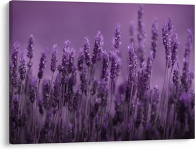 Tablou - Lavanda (70x50 cm)