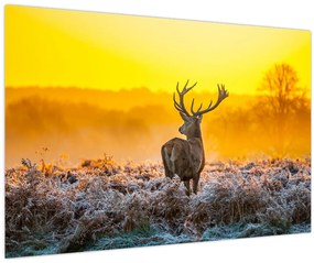 Tablou - Cerb la răsăritul soarelui (90x60 cm)