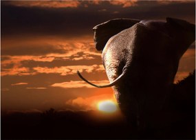 Tablou cu elefant (70x50 cm)
